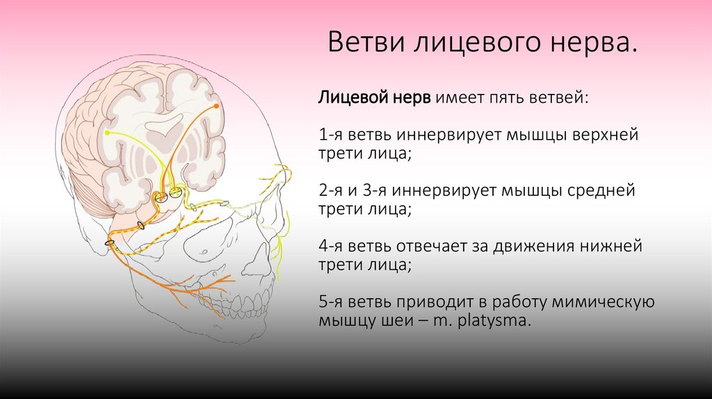 Ветви лицевого нерва.