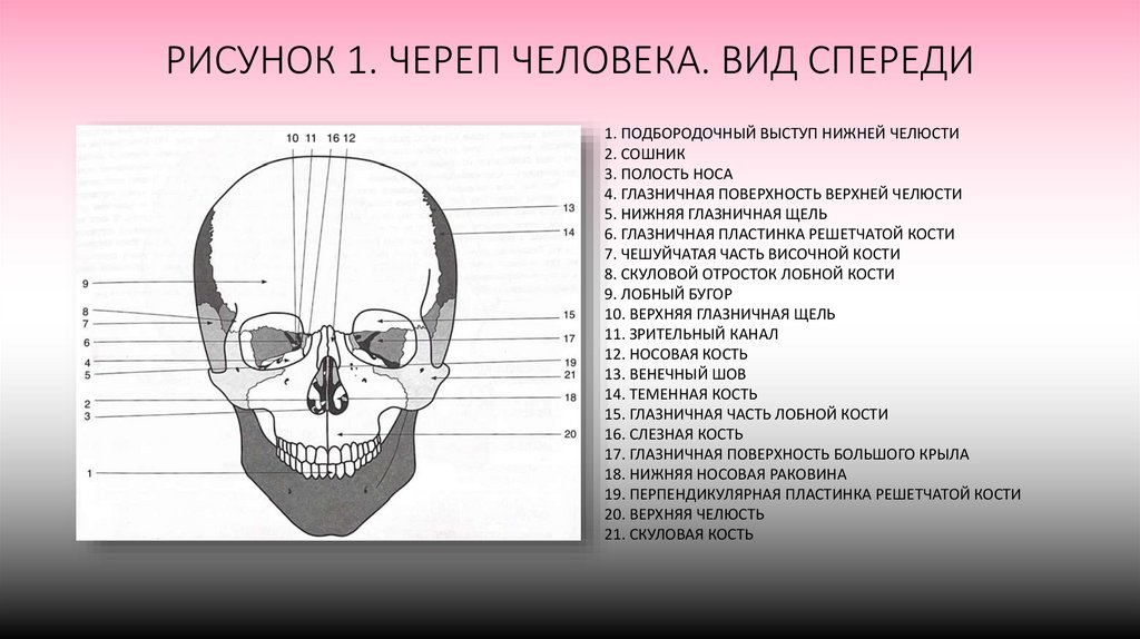 РИСУНОК 1. ЧЕРЕП ЧЕЛОВЕКА. ВИД СПЕРЕДИ