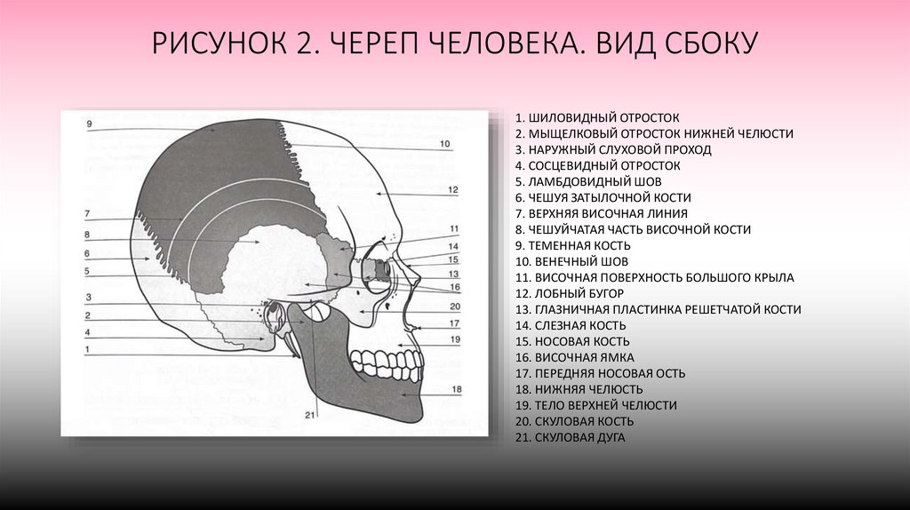 РИСУНОК 2. ЧЕРЕП ЧЕЛОВЕКА. ВИД СБОКУ