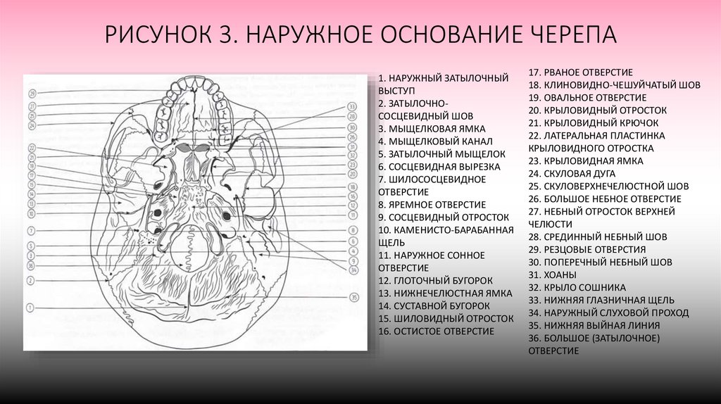 РИСУНОК 3. НАРУЖНОЕ ОСНОВАНИЕ ЧЕРЕПА