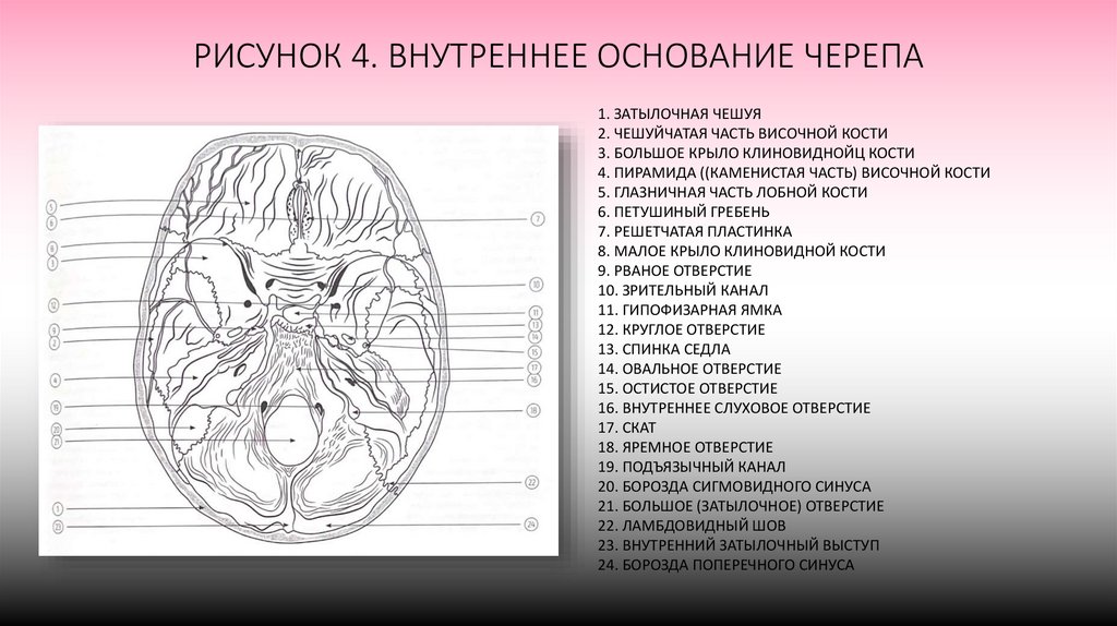 РИСУНОК 4. ВНУТРЕННЕЕ ОСНОВАНИЕ ЧЕРЕПА