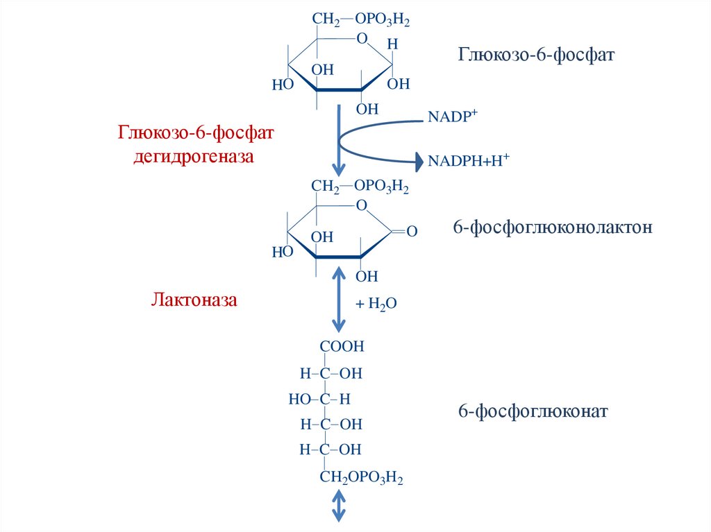 Глицеролфосфатная челночная система