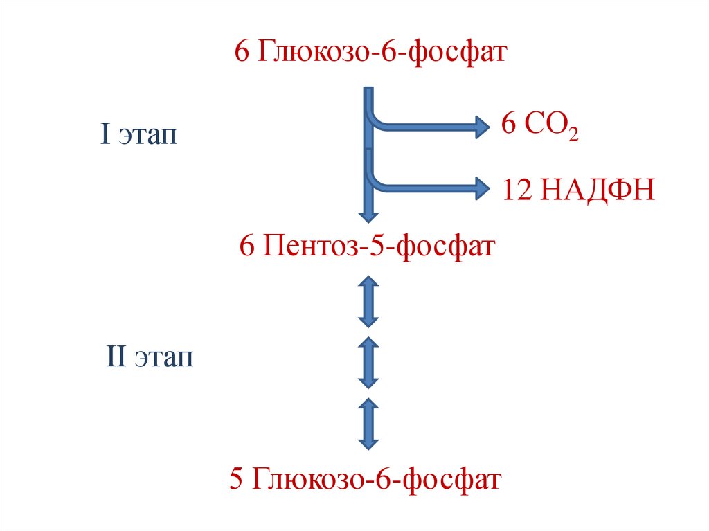 Глюконеогенез
