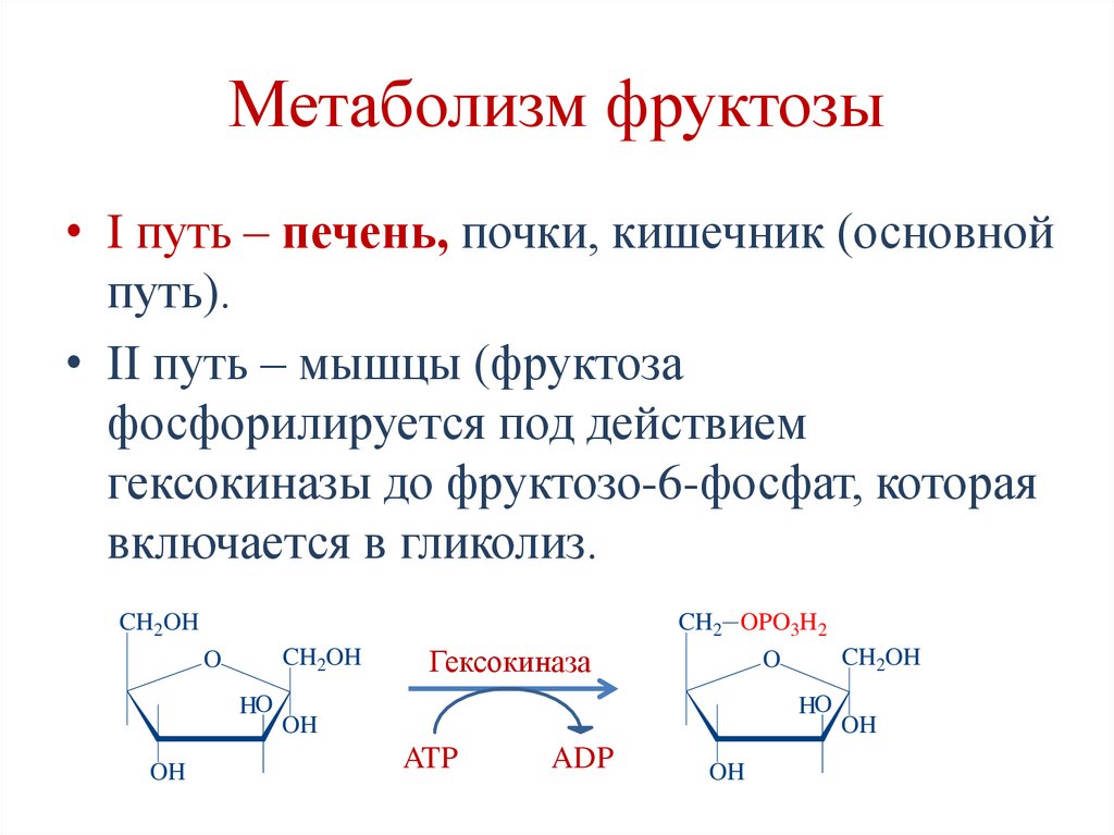 Обходные пути глюконегенза