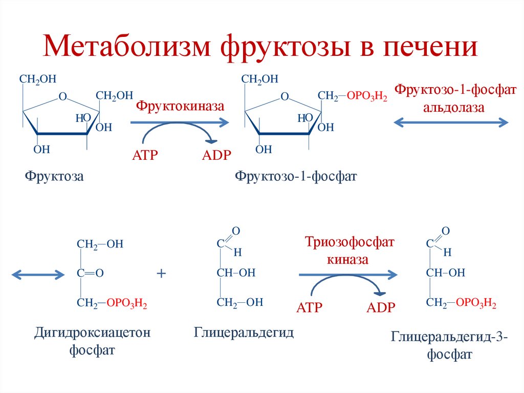 Обходные пути глюконегенза