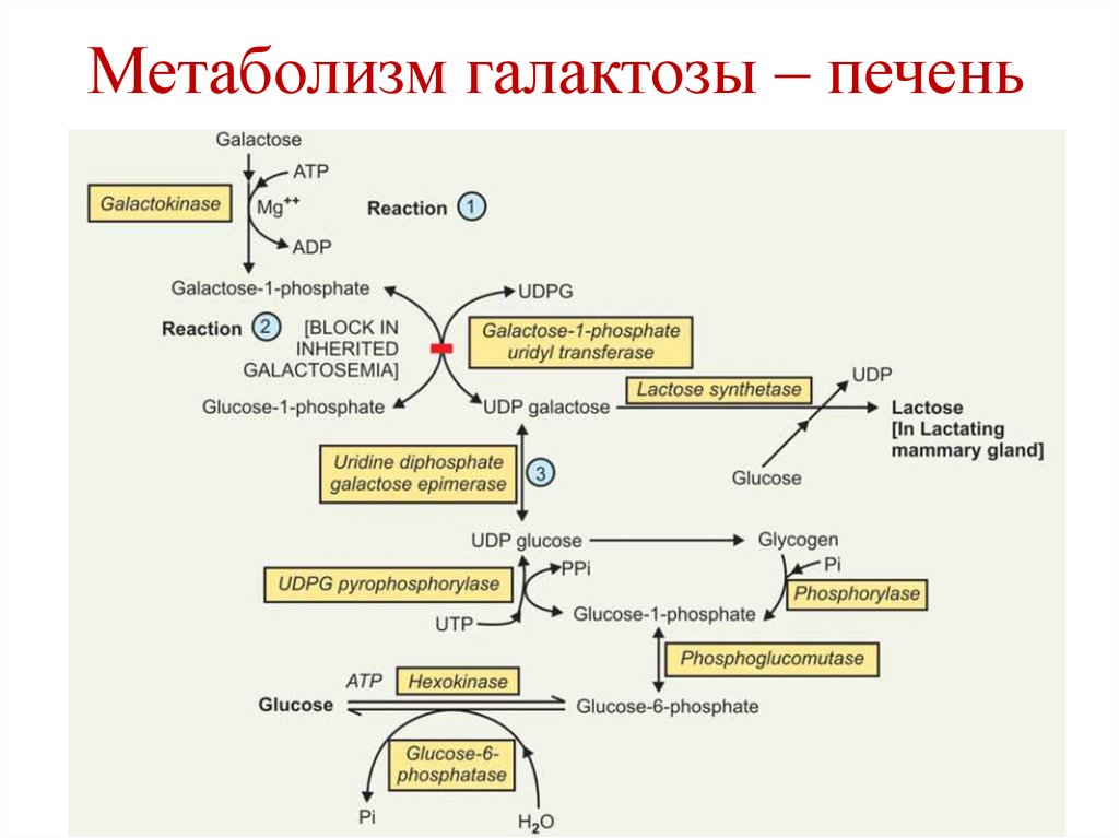 Глюкозо-аланиновый цикл