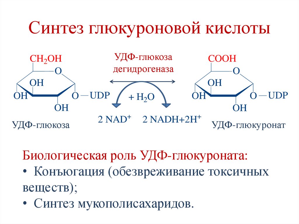 Гормональная регуляция гликолиза и глюконеогенеза