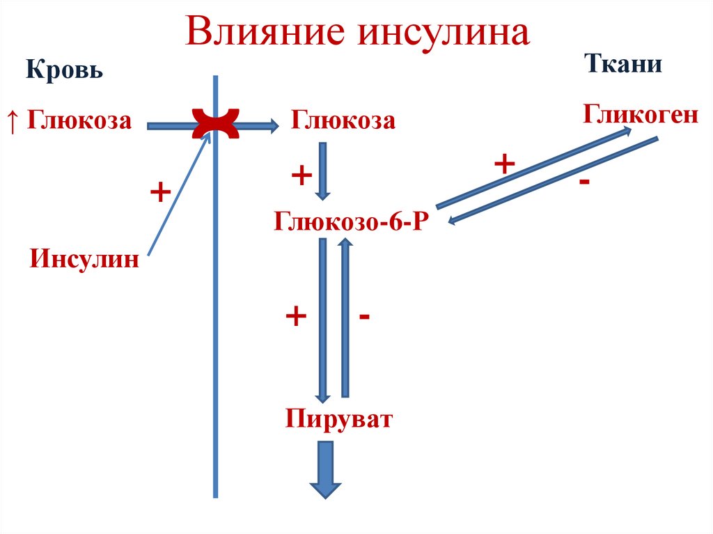 Пентозофосфатный путь окисления глюкозы