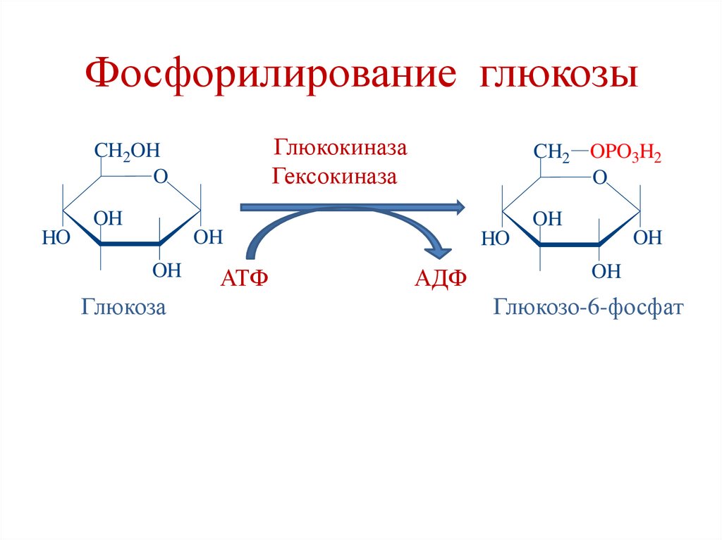 Фосфорилирование глюкозы