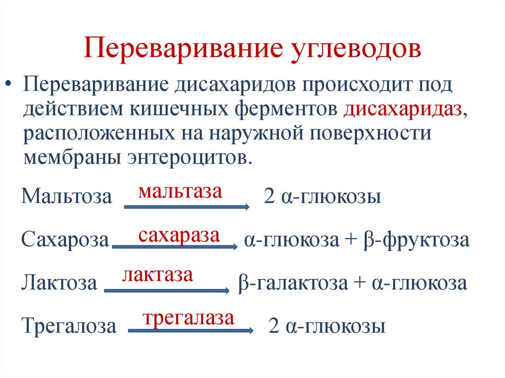Переваривание углеводов