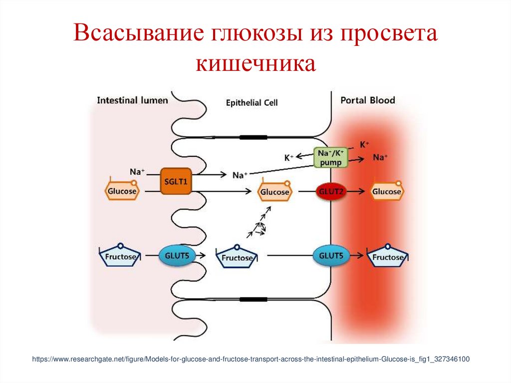 Всасывание глюкозы из просвета кишечника