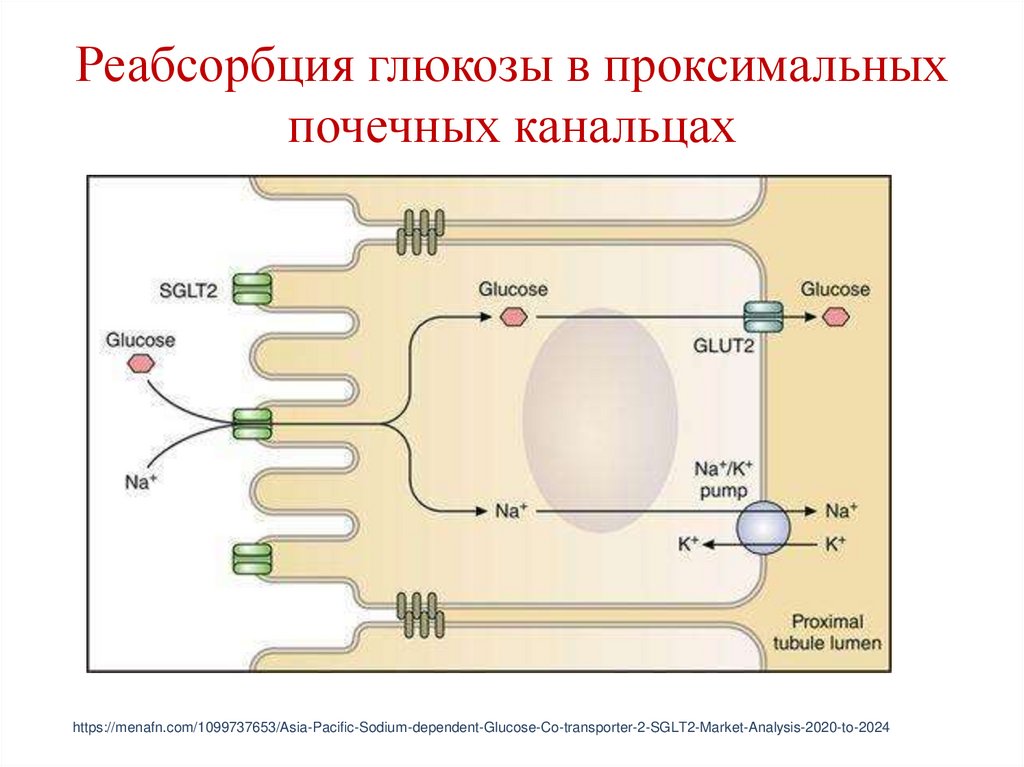 Реабсорбция глюкозы в проксимальных почечных канальцах