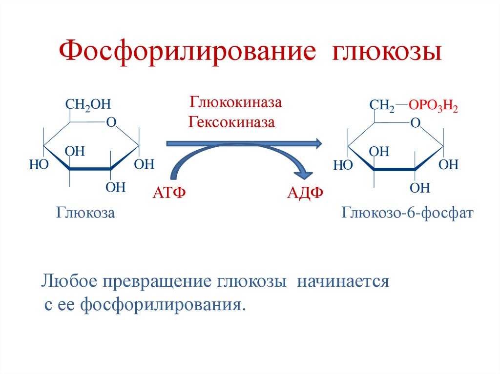 Фосфорилирование глюкозы
