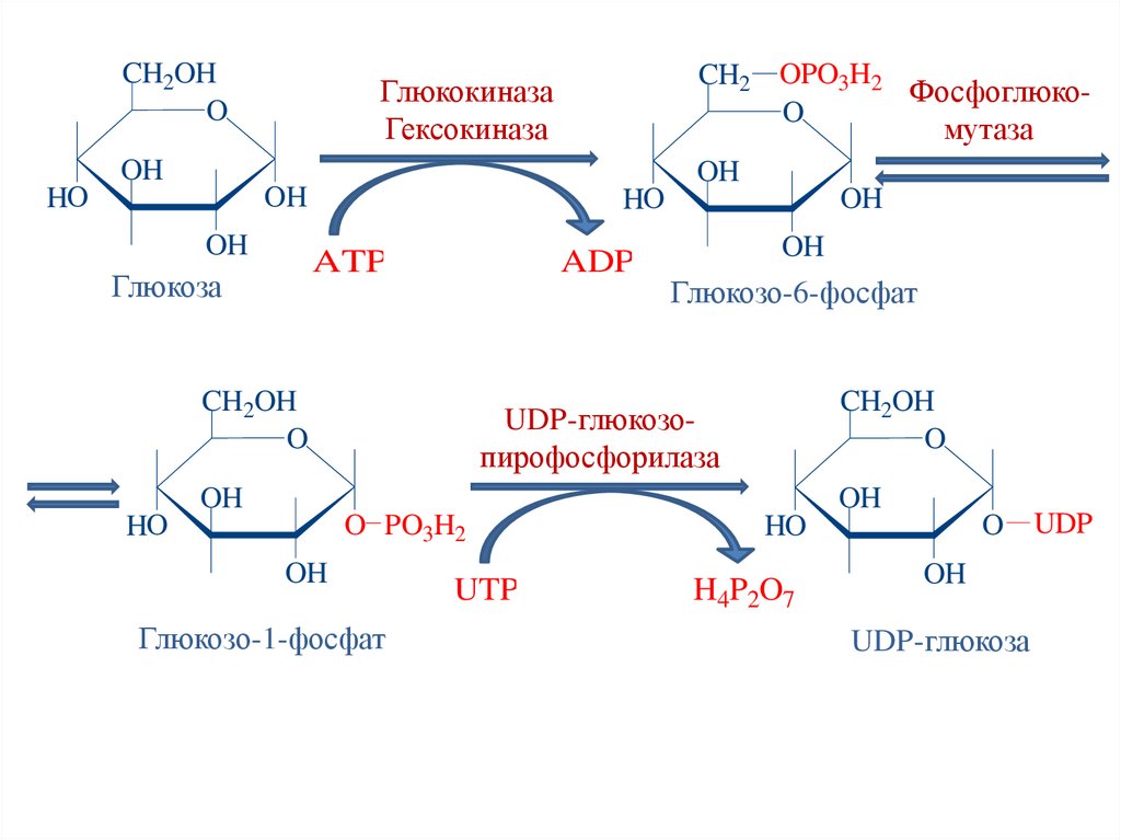 Синтез гликогена