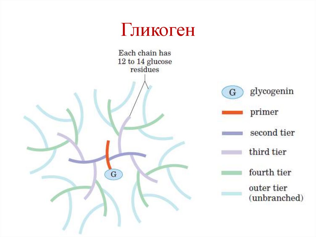 Образование гликоген-затравки