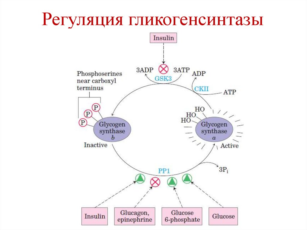Регуляция биосинтеза гликогена
