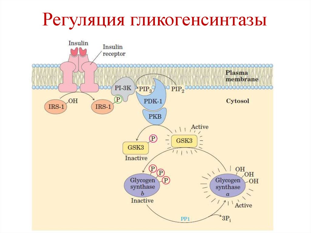 Регуляция гликогенсинтазы