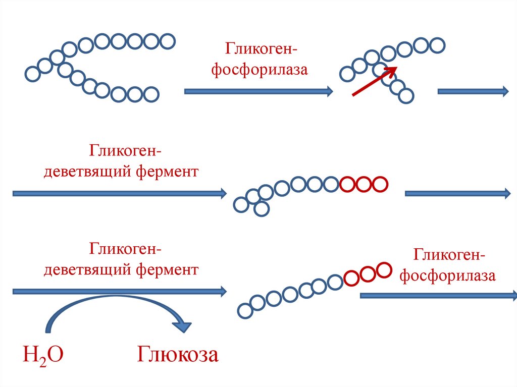 Гликогенолиз