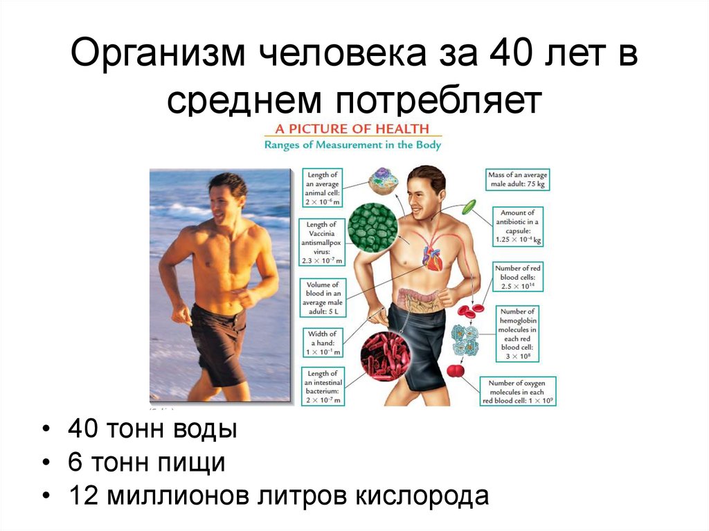 Организм человека за 40 лет в среднем потребляет