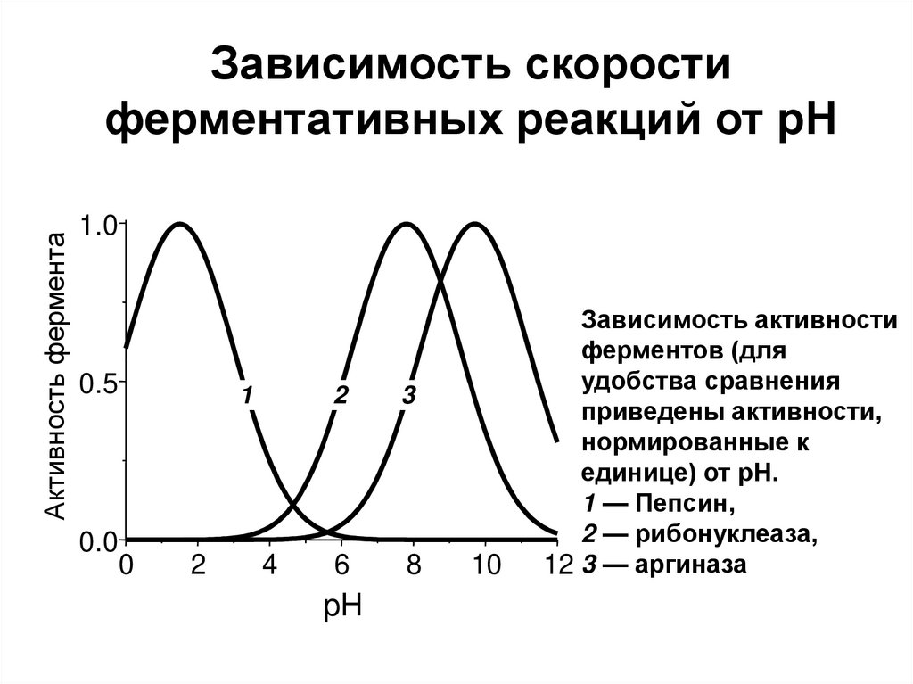 Зависимость скорости ферментативных реакций от рН