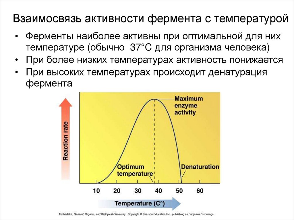 Взаимосвязь активности фермента с температурой
