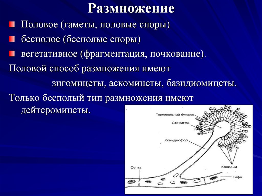 Размножение