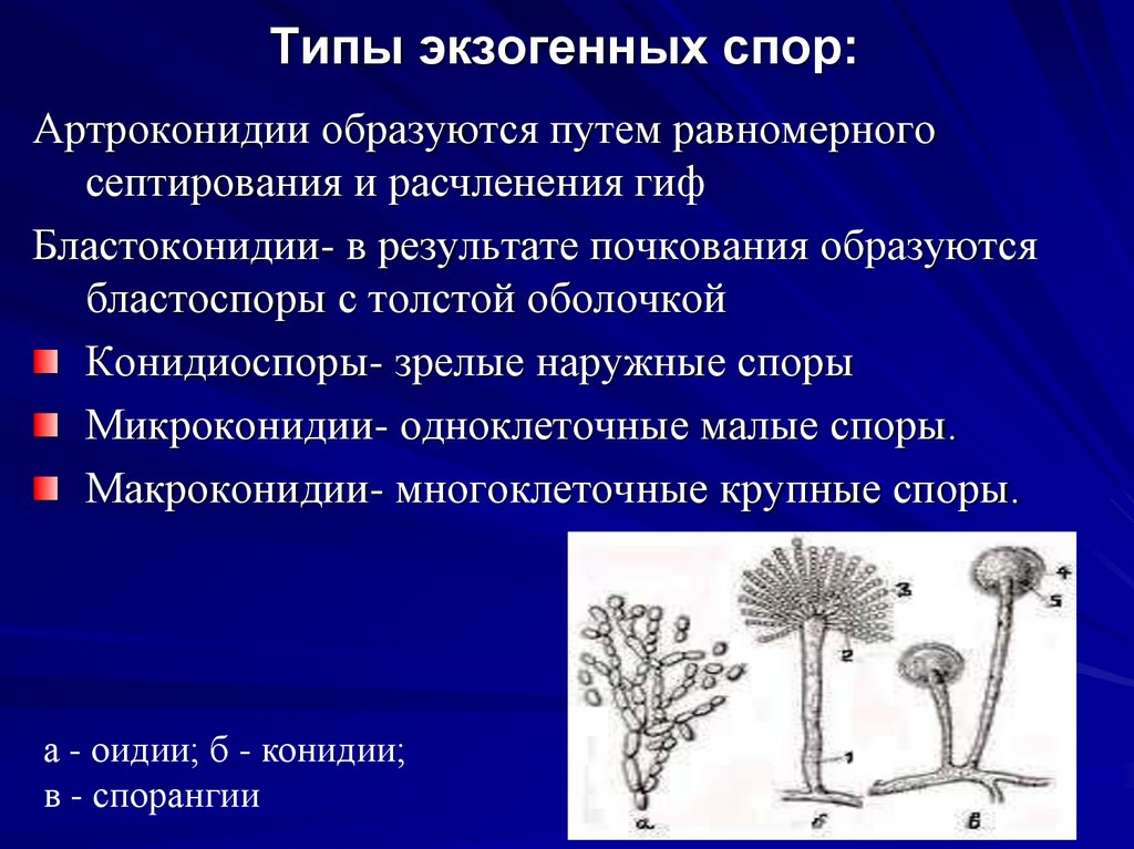 Типы экзогенных спор: