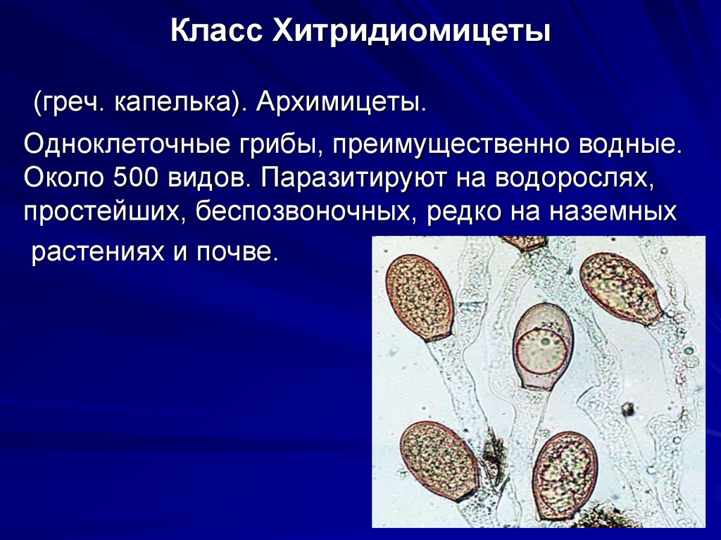 Класс Хитридиомицеты