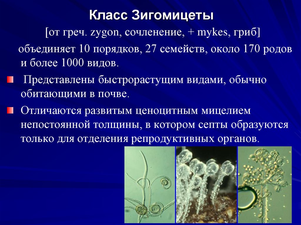 Класс Зигомицеты