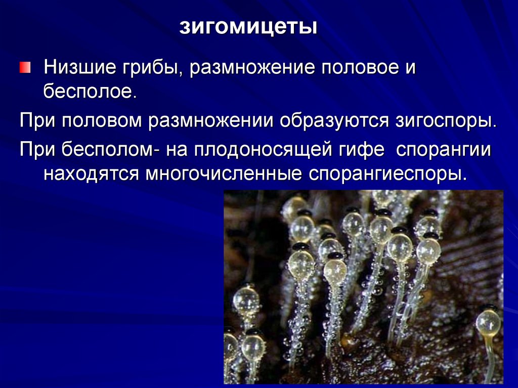 зигомицеты