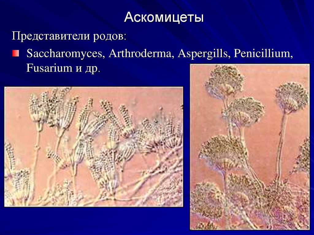 Аскомицеты