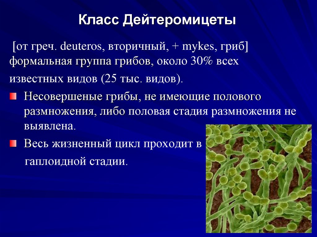 Класс Дейтеромицеты