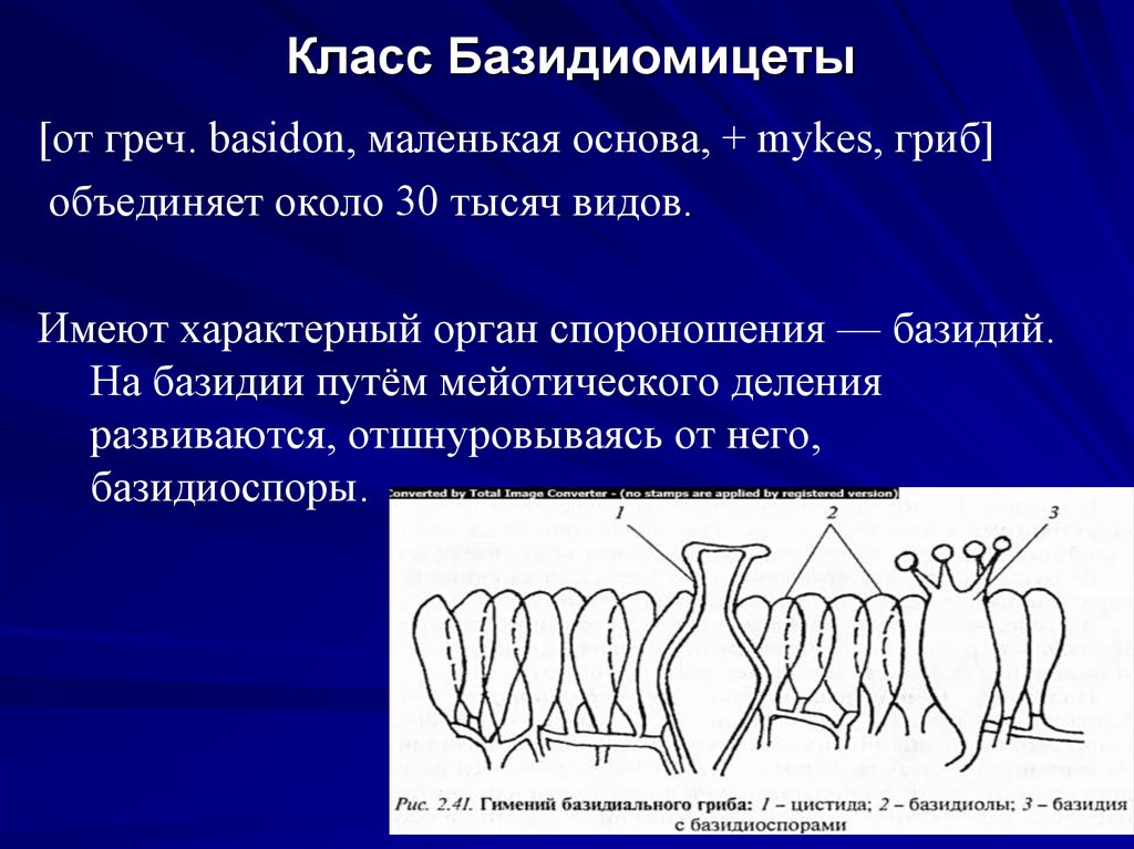 Класс Базидиомицеты