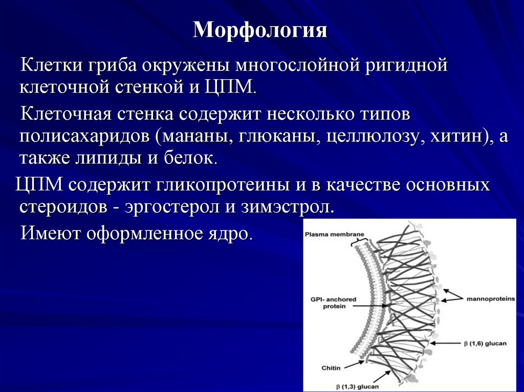 Морфология