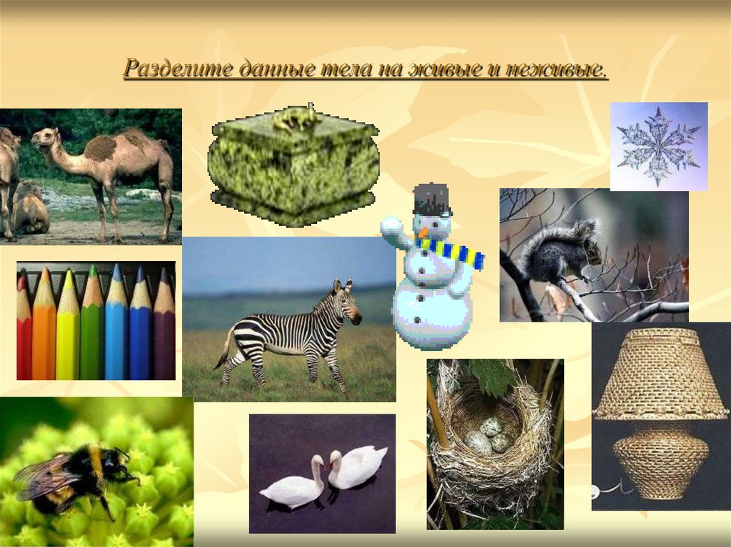 Разделите данные тела на живые и неживые.