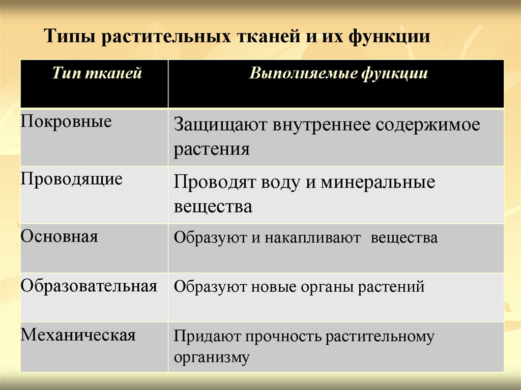 Типы растительных тканей и их функции
