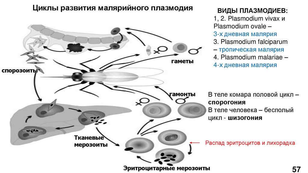 Циклы развития малярийного плазмодия