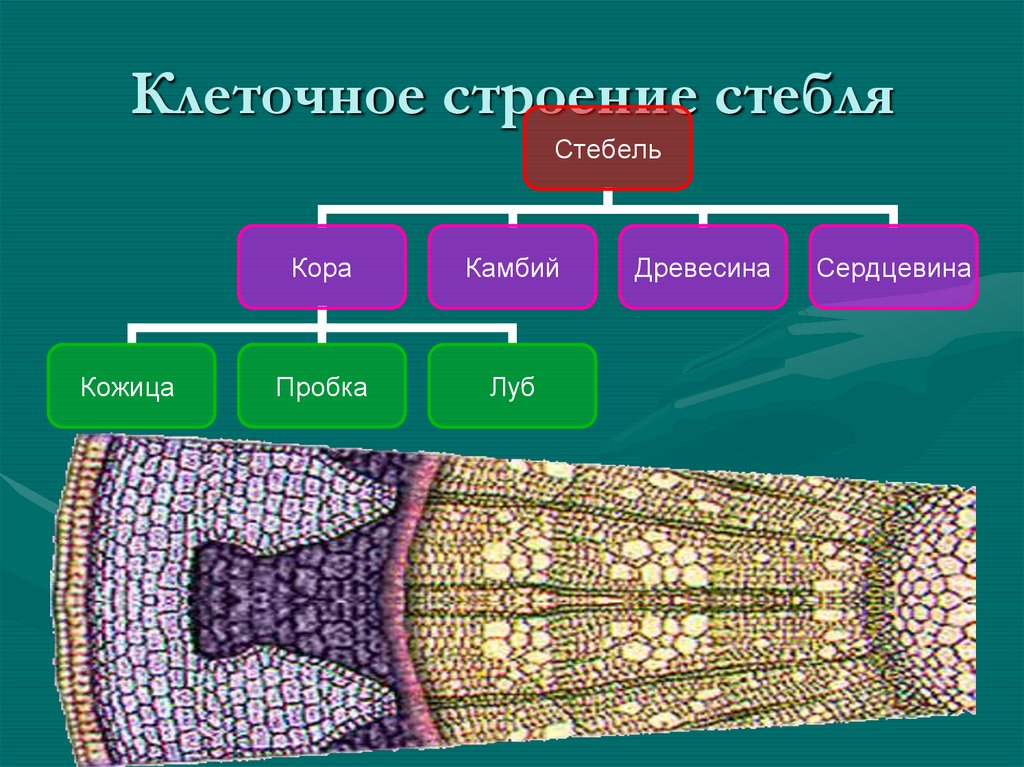Клеточное строение стебля