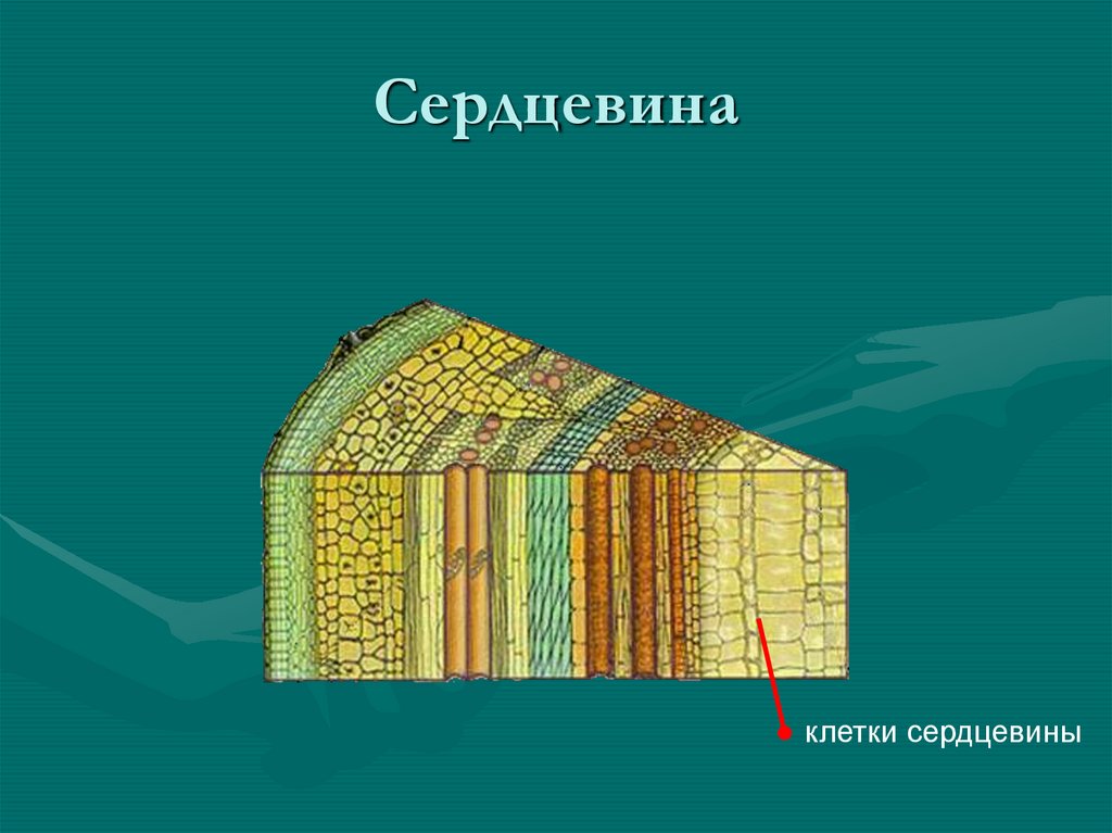 Сердцевина