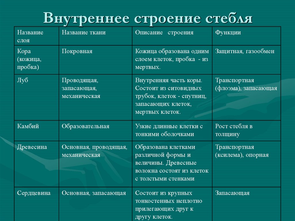 Внутреннее строение стебля