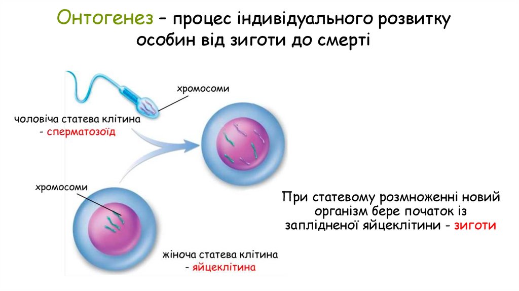 При статевому розмноженні новий організм бере початок із заплідненої яйцеклітини - зиготи