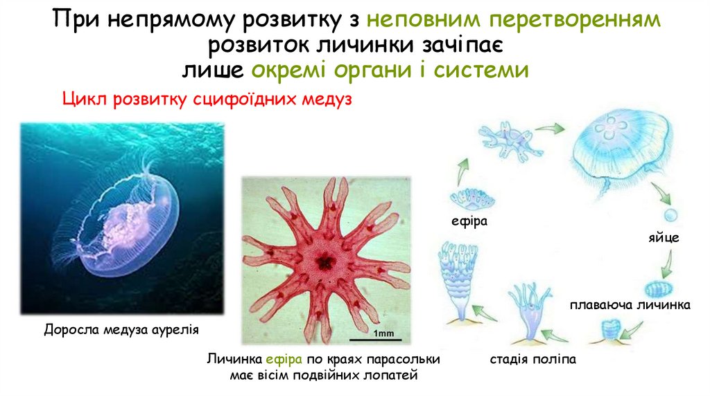 При непрямому розвитку з неповним перетворенням розвиток личинки зачіпає лише окремі органи і системи