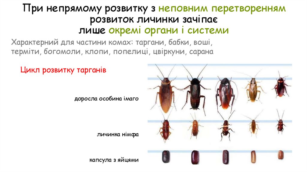 При непрямому розвитку з неповним перетворенням розвиток личинки зачіпає лише окремі органи і системи