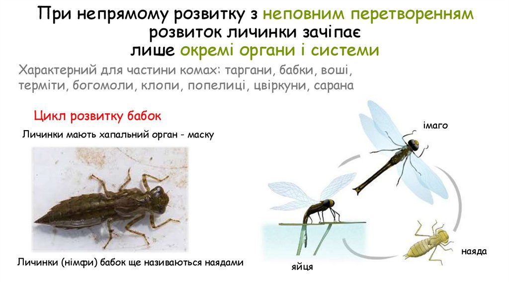 При непрямому розвитку з неповним перетворенням розвиток личинки зачіпає лише окремі органи і системи