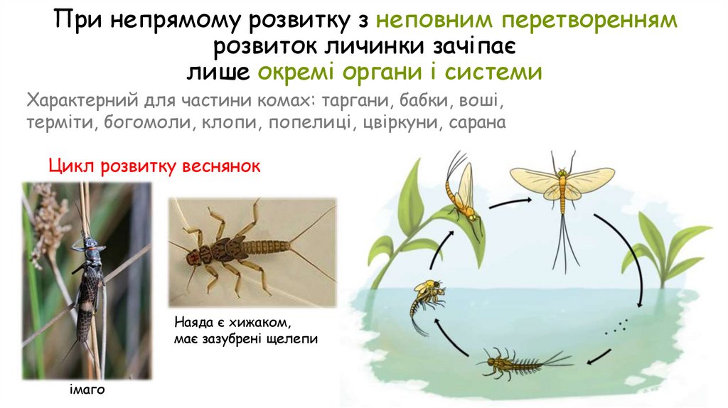 При непрямому розвитку з неповним перетворенням розвиток личинки зачіпає лише окремі органи і системи