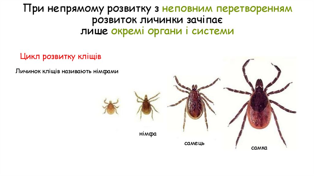 При непрямому розвитку з неповним перетворенням розвиток личинки зачіпає лише окремі органи і системи