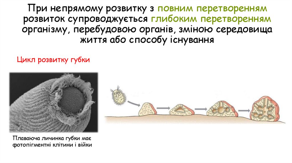 При непрямому розвитку з повним перетворенням розвиток супроводжується глибоким перетворенням організму, перебудовою органів,
