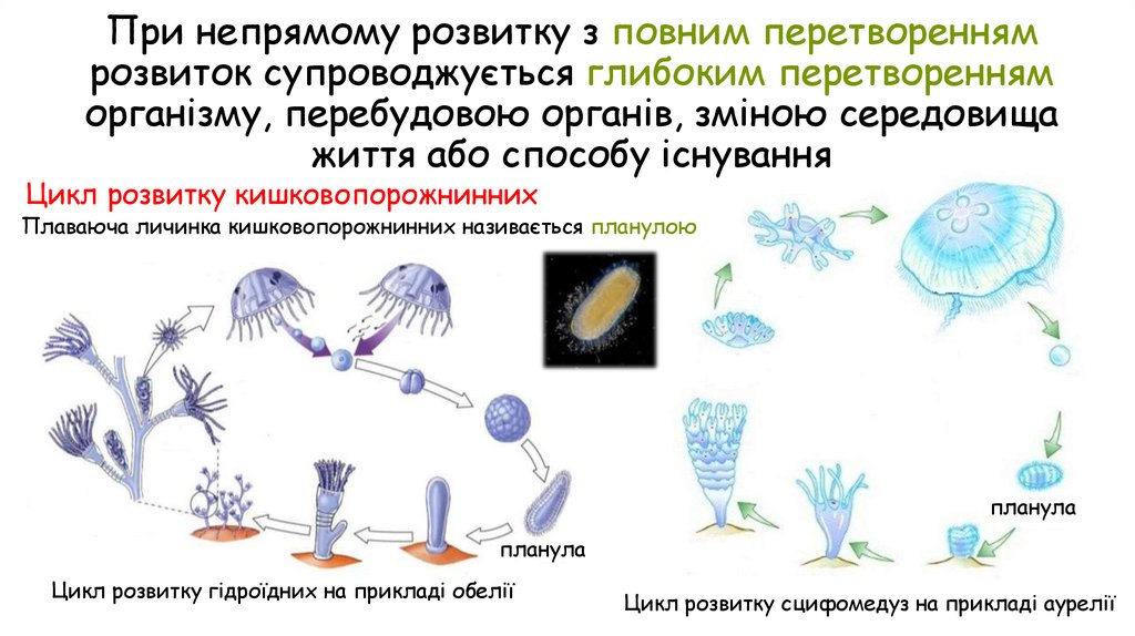 При непрямому розвитку з повним перетворенням розвиток супроводжується глибоким перетворенням організму, перебудовою органів,