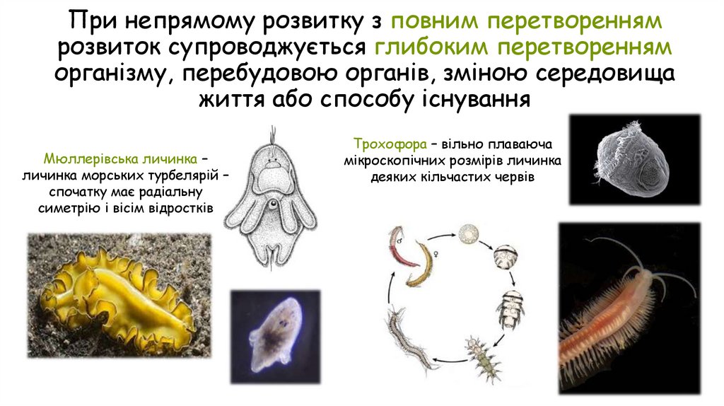 При непрямому розвитку з повним перетворенням розвиток супроводжується глибоким перетворенням організму, перебудовою органів,