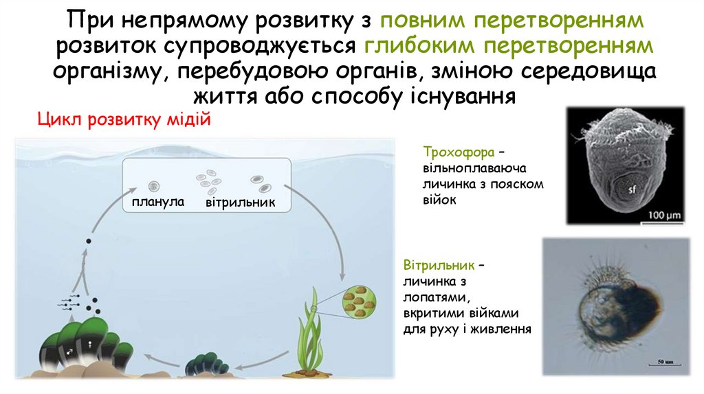 При непрямому розвитку з повним перетворенням розвиток супроводжується глибоким перетворенням організму, перебудовою органів,
